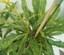 Esskastanie `Asplenifolia´ Castanea Sativa `Asplenifolia´ 5 Esskastanie `Asplenifolia´ Castanea Sativa `Asplenifolia´ -Pflanzenhof-online Geschäft Esskastanie Asplenifolia1