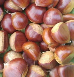 Duo-Esskastanie, Belle Epine & Bouche De Betizac Castanea Sativa -Pflanzenhof-online Geschäft Esskastanie Belle EpineGmNJQelgJyOMr