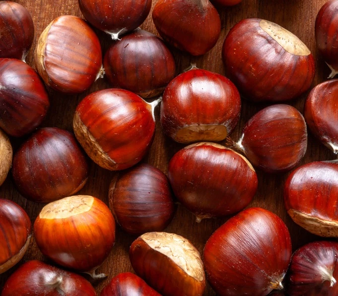 Esskastanie / Marone / Edelkastanie Castanea Sativa 1 Esskastanie / Marone / Edelkastanie Castanea Sativa