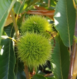 Titelseite -Pflanzenhof-online Geschäft EsskastanieS6h1RetIgZt9kkz4v9BQMkKXqO