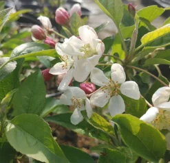 Zierapfel `Evereste´ Malus -Pflanzenhof-online Geschäft Evereste1