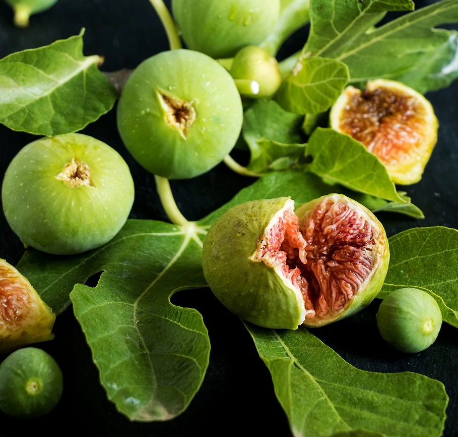 Feige `Ficcolino® Gustis®´ Ficus Carica 1 Feige `Ficcolino® Gustis®´ Ficus Carica