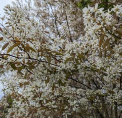 Prince William-Großfruchtige Felsenbirne Amelanchier `Prince William´ -Pflanzenhof-online Geschäft Felsenbirne Bl te 3