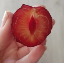 Großfrüchtige Kirschpflaume `Fenja´ Prunus Cerasifera `Fenja´ 8 Großfrüchtige Kirschpflaume `Fenja´ Prunus Cerasifera `Fenja´ -Pflanzenhof-online Geschäft Fenja 1