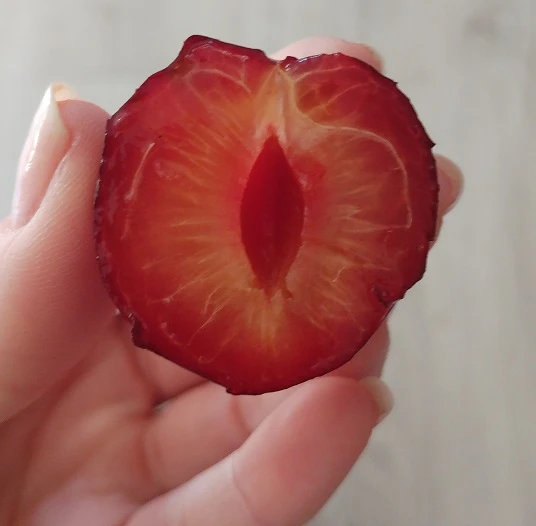 Großfrüchtige Kirschpflaume `Fenja´ Prunus Cerasifera `Fenja´ 4 Großfrüchtige Kirschpflaume `Fenja´ Prunus Cerasifera `Fenja´ – Bild 4