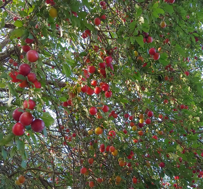 Großfrüchtige Kirschpflaume `Fenja´ Prunus Cerasifera `Fenja´ 1 Großfrüchtige Kirschpflaume `Fenja´ Prunus Cerasifera `Fenja´
