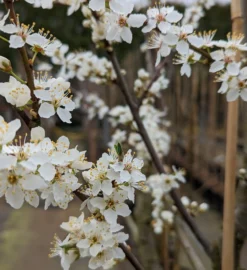 Großfrüchtige Kirschpflaume `Fenja´ Prunus Cerasifera `Fenja´ 7 Großfrüchtige Kirschpflaume `Fenja´ Prunus Cerasifera `Fenja´ -Pflanzenhof-online Geschäft Fenja Bl te