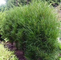 Farnblättriger Säulen-Faulbaum `Fine Line´ Rhamnus Frangula `Fine Line´ -Pflanzenhof-online Geschäft Fine LIne Kordes Jungpflanzen