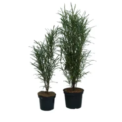 Farnblättriger Säulen-Faulbaum `Fine Line´ Rhamnus Frangula `Fine Line´ -Pflanzenhof-online Geschäft Fine Line Faulbaum 2