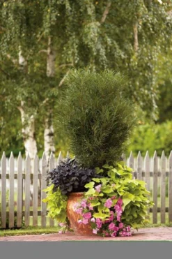 Farnblättriger Säulen-Faulbaum `Fine Line´ Rhamnus Frangula `Fine Line´ -Pflanzenhof-online Geschäft Fine Line Kordes Jungpflanzen1