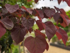 Judasbaum `Forest Pansy´ Cercis Canadensis -Pflanzenhof-online Geschäft Forest Pansy1