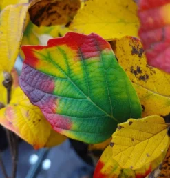 Großer Federbuschstrauch Fothergilla Major -Pflanzenhof-online Geschäft Fothergilla Herbstf rbung1