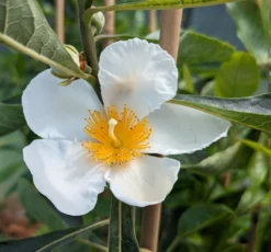 Franklinia Alatamaha "Franklinie / Franklinbaum" Franklinia Alatamaha