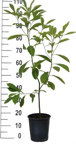Franklinia Alatamaha "Franklinie / Franklinbaum" Franklinia Alatamaha -Pflanzenhof-online Geschäft Franklinie neu weiss