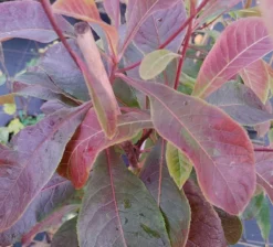 Franklinia Alatamaha "Franklinie / Franklinbaum" Franklinia Alatamaha -Pflanzenhof-online Geschäft Frankliniha