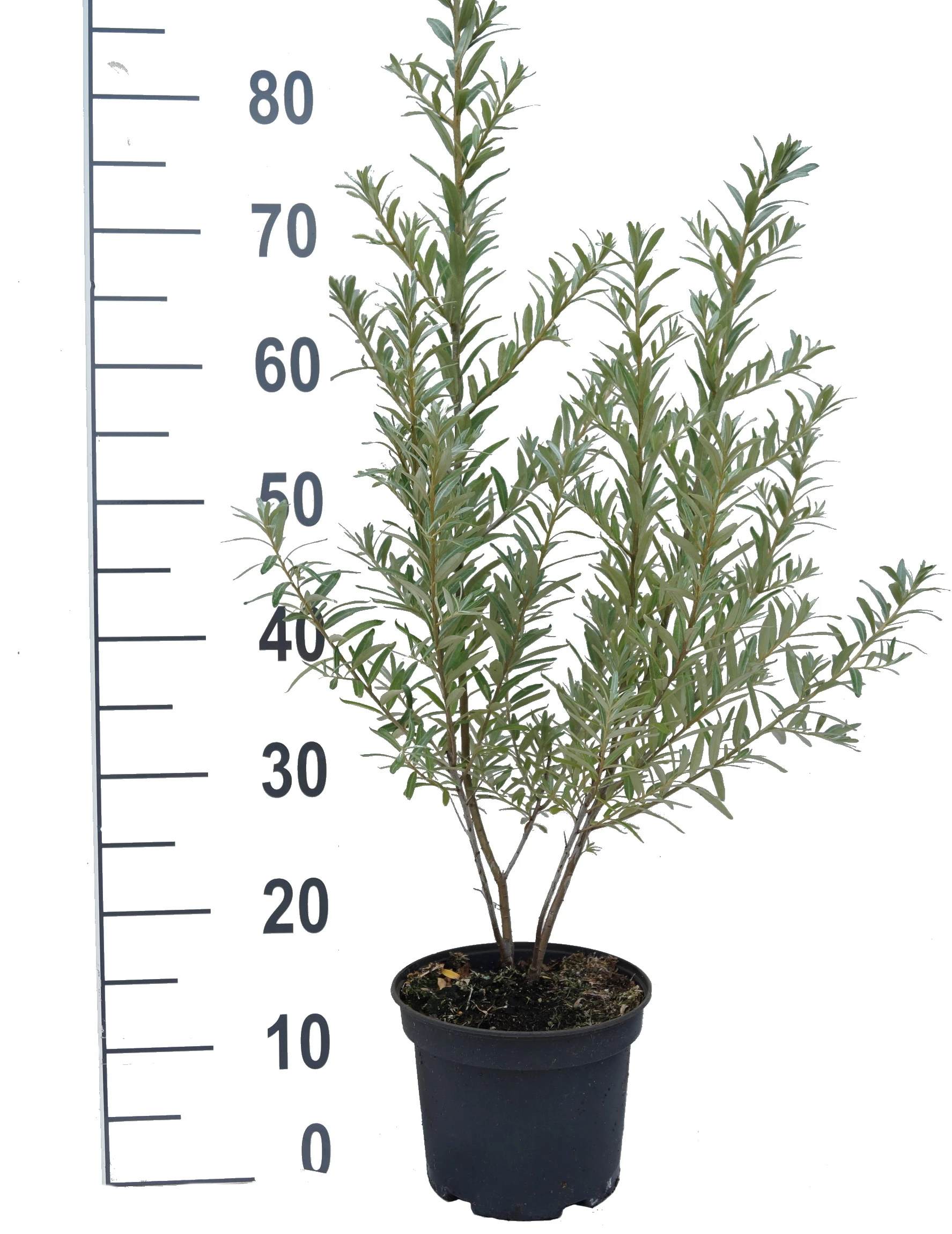 Sanddorn `Friesdorfer Orange´ (selbstfruchtbar) Hippophae Rhamnoides `Friesdorfer Orange´ 2 Sanddorn `Friesdorfer Orange´ (selbstfruchtbar) Hippophae Rhamnoides `Friesdorfer Orange´ – Bild 2