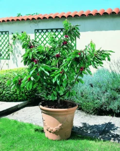 Zwerg-Süßkirsche `Garden Bing®´ Prunus Avium `Garden Bing´