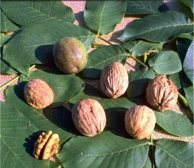 Walnuss - Geisenheim Klon Nr. 26 Juglans Regia `Geisenheim Klon Nr. 26´ 1 Walnuss - Geisenheim Klon Nr. 26 Juglans Regia `Geisenheim Klon Nr. 26´