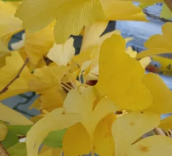 Ginkgo / Fächerblattbaum Ginkgo Biloba -Pflanzenhof-online Geschäft Ginkgo biloba Herbstf rbung