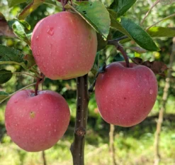Gloster Malus Domestica