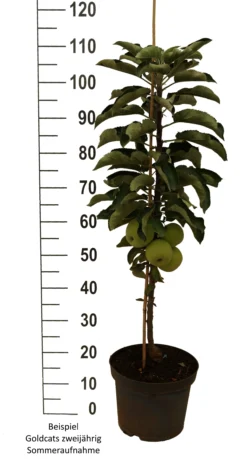 Säulenapfel `Goldcats´ Malus Domestica `Goldcats´ 6 Säulenapfel `Goldcats´ Malus Domestica `Goldcats´ -Pflanzenhof-online Geschäft Goldcats zweij hrig weiss