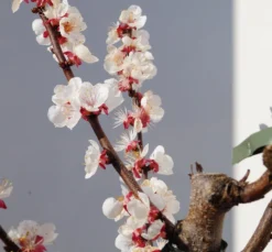 Titelseite -Pflanzenhof-online Geschäft Goldrich Bl teZNiIHSFnRJEgF