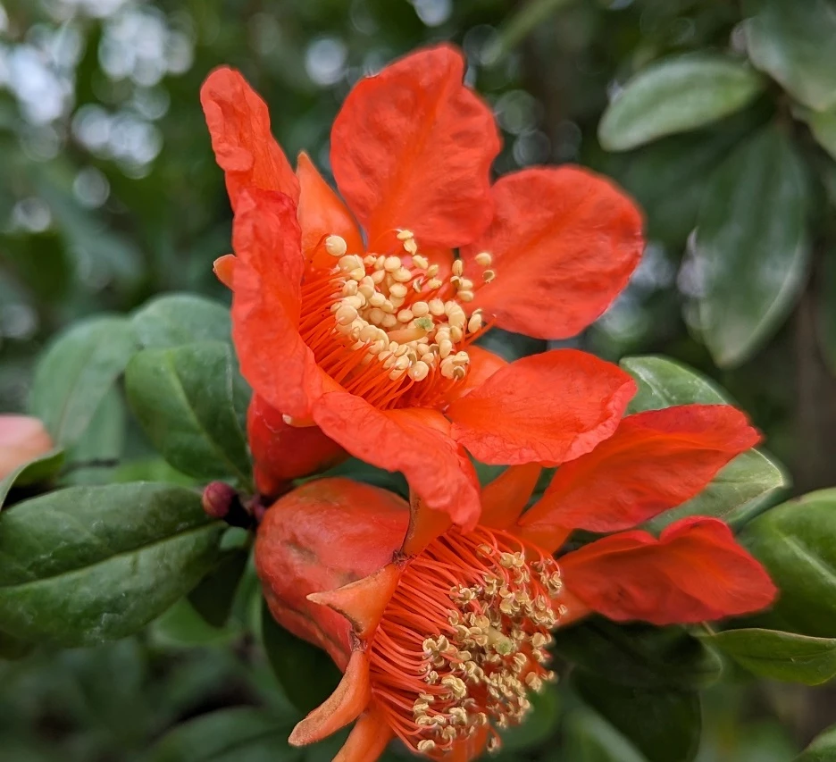 Granatapfel `Crimson Sky´ Punica Granatum `Crimson Sky´ 2 Granatapfel `Crimson Sky´ Punica Granatum `Crimson Sky´ – Bild 2