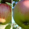 Duo-Apfelbaum `Goldparmäne´ & `Kaiser Wilhelm´ Malus Domestica