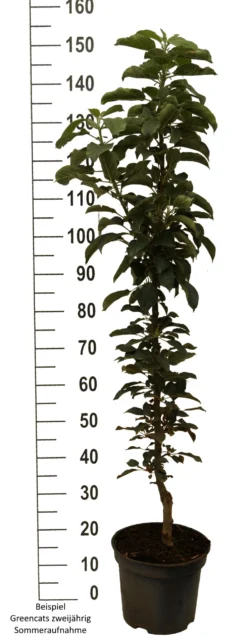Säulenapfel `GreenCats´ Malus Domestica `Greencats´ -Pflanzenhof-online Geschäft Greencats weiss scaled