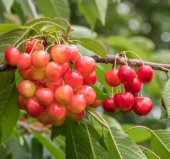 Große Prinzessin / Napoleon Prunus Avium `Große Prinzessin´