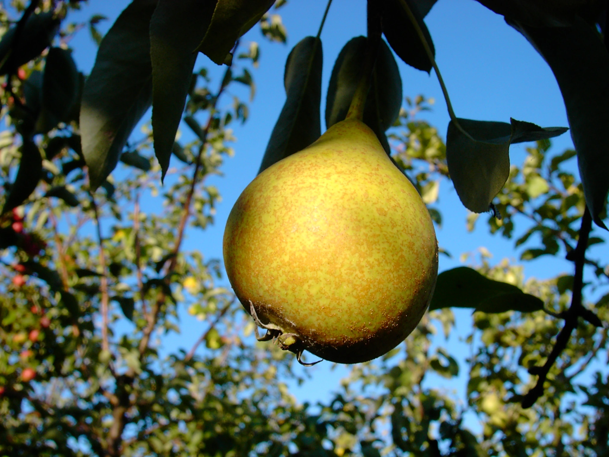 Gute Graue Pyrus Communis `Gute Graue´ 1 Gute Graue Pyrus Communis `Gute Graue´