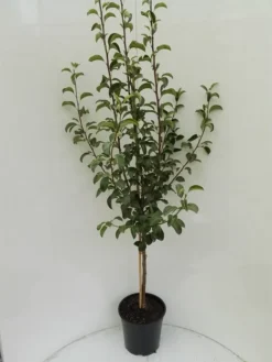 Gute Luise Pyrus Communis `Gute Luise´ -Pflanzenhof-online Geschäft Gute Luise Buschbaum