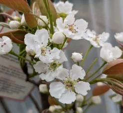 Nashi Hakko Pyrus Pyrifolia `Hakko´ 8 Nashi Hakko Pyrus Pyrifolia `Hakko´ -Pflanzenhof-online Geschäft Hakko Bl te