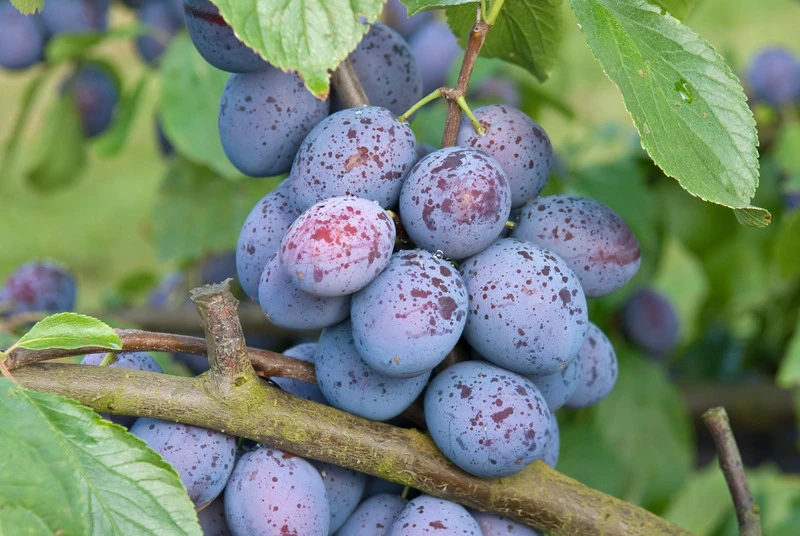 Hanita ® Prunus Domestica `Hanita 5 Hanita ® Prunus Domestica `Hanita – Bild 5