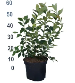 Heidelbeere - Reka Vaccinum Corymbosum `Reka´ 6 Heidelbeere - Reka Vaccinum Corymbosum `Reka´ -Pflanzenhof-online Geschäft Heidelbeere reka 2