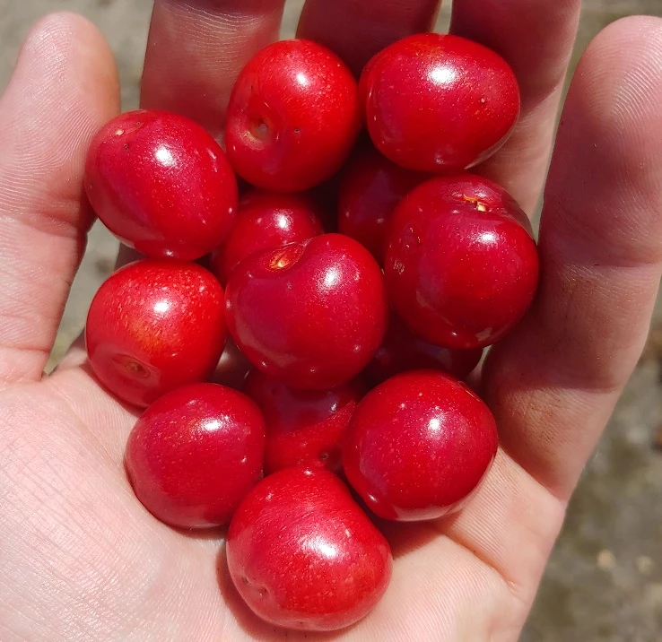 Säulenkirsche `Helene ®´ (zweijährig) 160-180cm Prunus Avium `Helene´ 1 Säulenkirsche `Helene ®´ (zweijährig) 160-180cm Prunus Avium `Helene´