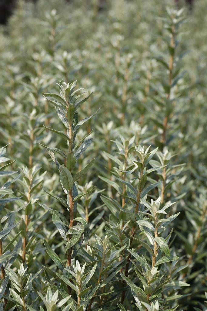 Sanddorn Pollmix Hippophae Rhamnoides `Pollmix´ 1 Sanddorn Pollmix Hippophae Rhamnoides `Pollmix´