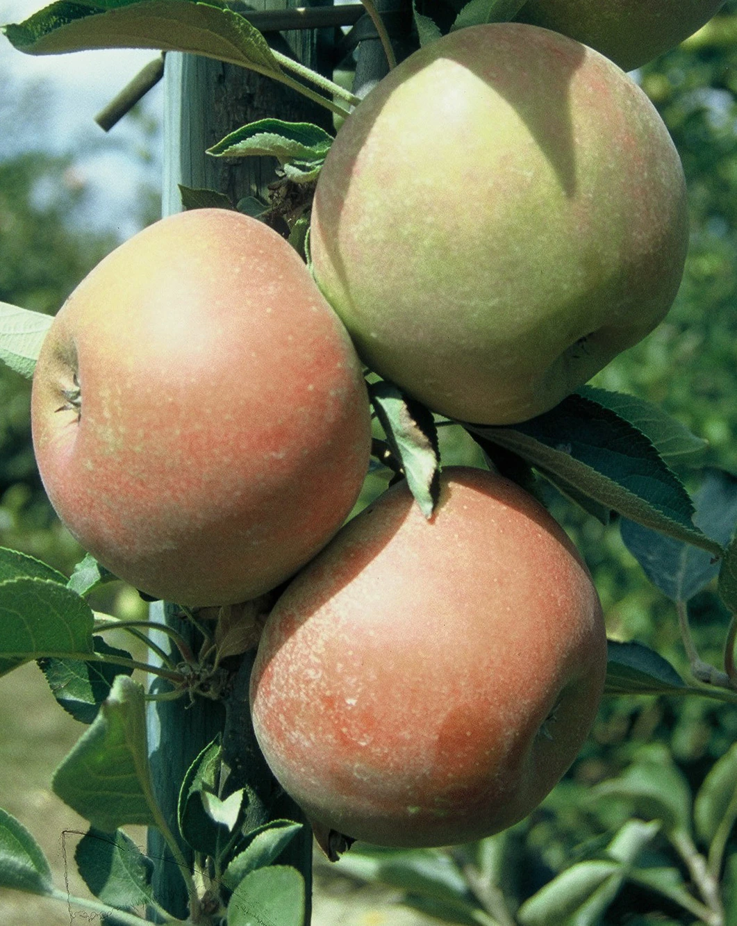 Holsteiner Cox Malus Domestica 2 Holsteiner Cox Malus Domestica – Bild 2