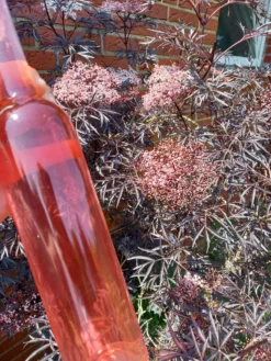 Holunder Black Lace ® Sambucus Nigra `Black Lace´ 13 Holunder Black Lace ® Sambucus Nigra `Black Lace´ -Pflanzenhof-online Geschäft Holunderbl ten Likor rosa