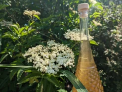 Holunder Haschberg Sambucus Nigra `Haschberg´ -Pflanzenhof-online Geschäft Holunderbl tenlik r weiss