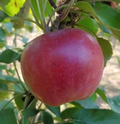 Idared Malus Domestica `Idared´ 7 Idared Malus Domestica `Idared´ -Pflanzenhof-online Geschäft Idared