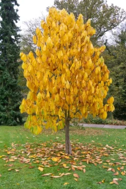 Veredelte Indianerbanane (Paw Paw) `Prima 1216´ (40-60cm) Asimina Triloba `Prima 1216´ -Pflanzenhof-online Geschäft Indianerbanane BaummHuI31ooy7GZn 1