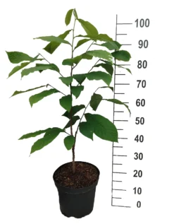 Titelseite -Pflanzenhof-online Geschäft Indianerbanane mango1