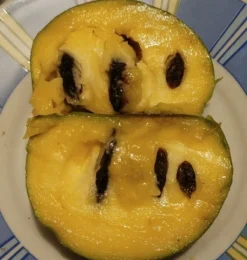 Veredelte Indianerbanane (Paw Paw) `Shenandoah®´ Asimina Triloba `Shenandoah´ 7 Veredelte Indianerbanane (Paw Paw) `Shenandoah®´ Asimina Triloba `Shenandoah´ -Pflanzenhof-online Geschäft Indianerbanane von Innen5a0476156796c