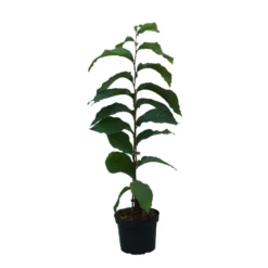 Indianerbanane (Paw Paw) Asimina Triloba 7 Indianerbanane (Paw Paw) Asimina Triloba -Pflanzenhof-online Geschäft Indianerbanane weiss