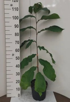 Veredelte Indianerbanane `Prolific´ Asimina Triloba `Profilic´ 7 Veredelte Indianerbanane `Prolific´ Asimina Triloba `Profilic´ -Pflanzenhof-online Geschäft Indianerbanane weissUlvLMu4s0J9e2