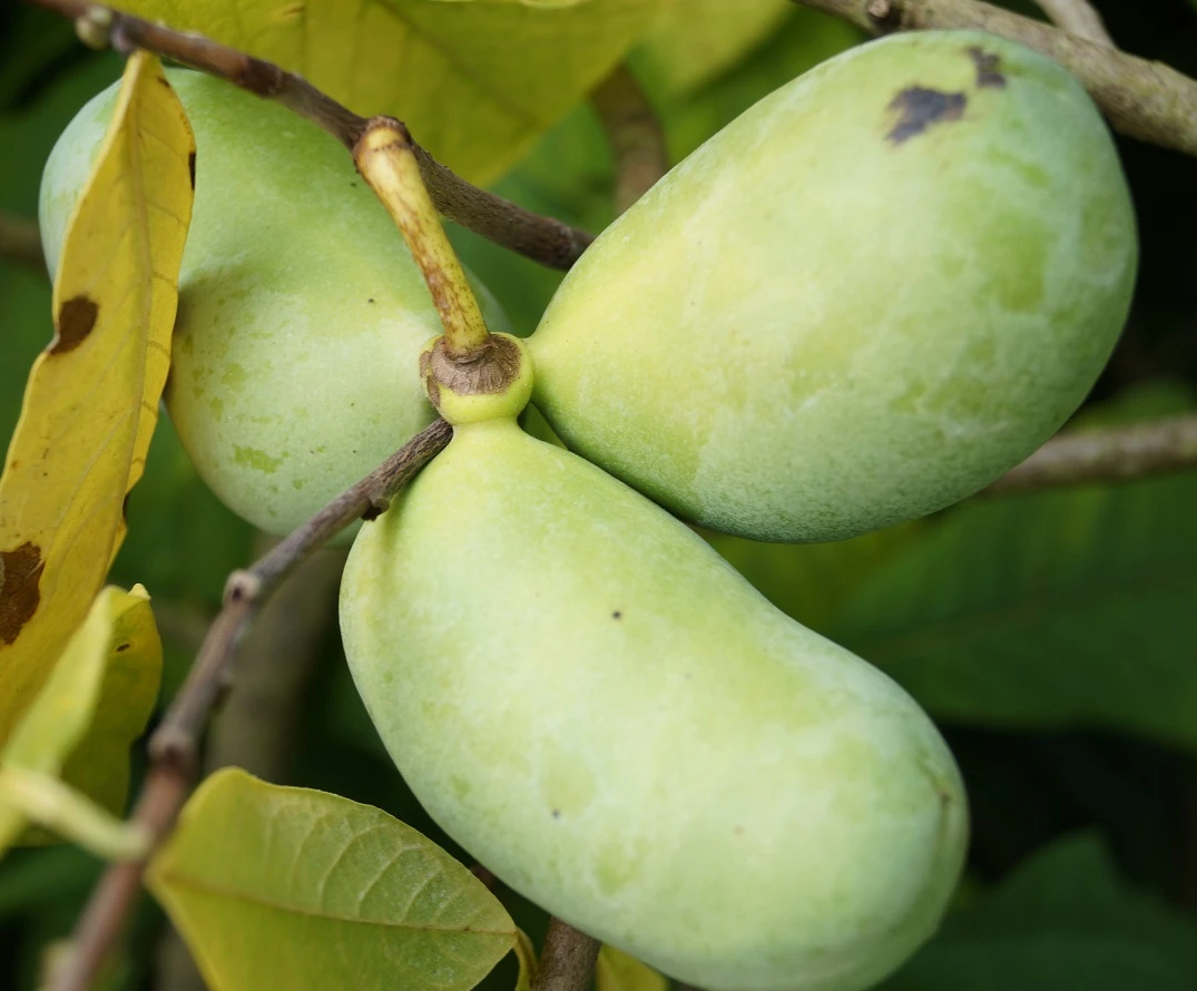 Veredelte Indianerbanane `Prolific´ Asimina Triloba `Profilic´ 1 Veredelte Indianerbanane `Prolific´ Asimina Triloba `Profilic´