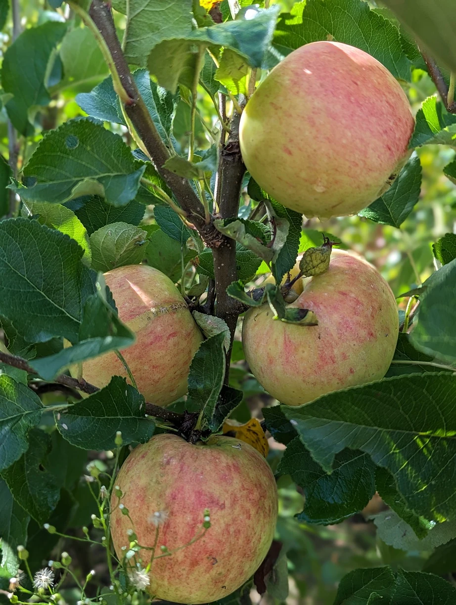 James Grieve Malus Domestica 2 James Grieve Malus Domestica – Bild 2