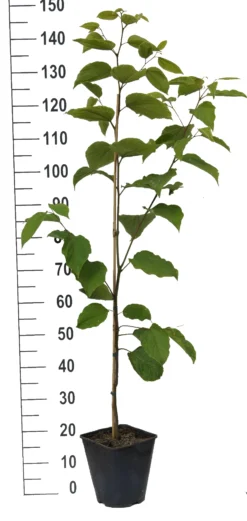 Japanischer Rosinenbaum Hovenia Dulcis -Pflanzenhof-online Geschäft Japanischer rosinenbaum weiss