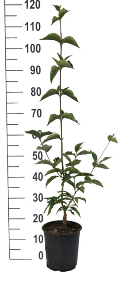 Großfrüchtige Kornelkirsche `Jolico´ Cornus Mas `Jolico´ 7 Großfrüchtige Kornelkirsche `Jolico´ Cornus Mas `Jolico´ -Pflanzenhof-online Geschäft Jolico Kornelkirsche weiss